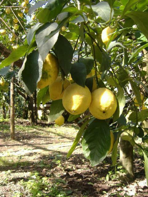 Azienda Agricola Veniero Piano di Sorrento Eksteriør bilde