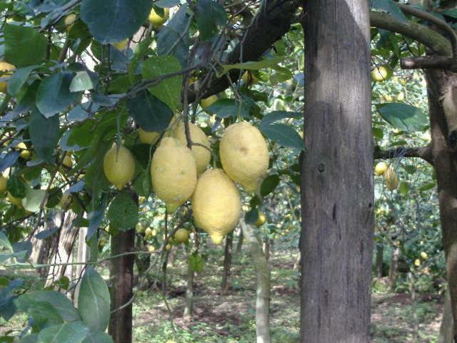 Azienda Agricola Veniero Piano di Sorrento Eksteriør bilde